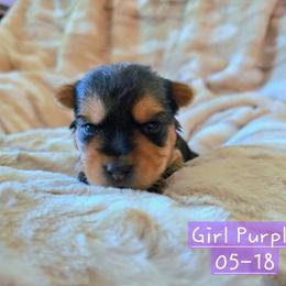 Lilly - Black and gold female Yorkshire Terrier puppy in Nitro, West Virginia from Kathryn's Yorkies