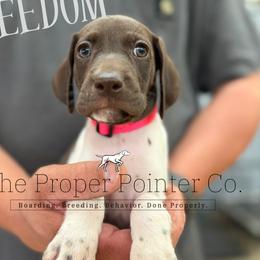 Freedom - female German Shorthaired Pointer puppy in Six Mile, South Carolina from The Proper Pointer Co.
