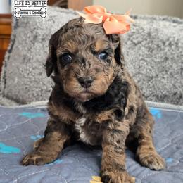 Azalea - Merle female Goldendoodle puppy in Rockledge, Florida from Stormie's Doodles