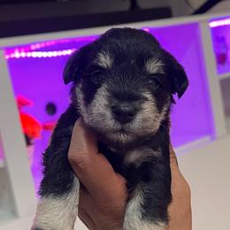 Boy-1 black lightning - Black male Miniature Schnauzer puppy in Lehigh Acres, Florida from Regency Schnauzer
