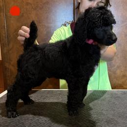 Nobbi - Black male Poodle puppy in Huntsville, Texas from Antigua Standard Poodles
