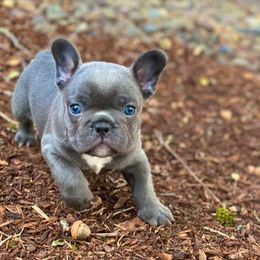 French Bulldog Puppies from Bennett’s Bullies