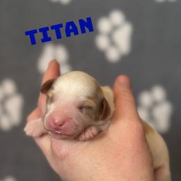 Titan - Apricot male Cavapoo puppy in Sun City, Arizona from AZ Cavapoos