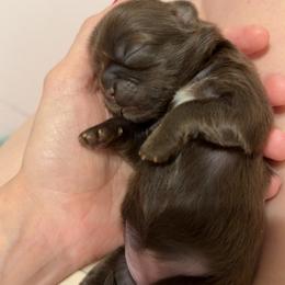 Aurora - Liver female Shih Tzu puppy in Ocean Springs, Mississippi from Wood Foo Breeders