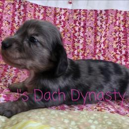 BRIANNA 4000 - Black and cream female Dachshund puppy in Gatesville, Texas from CJ's Dach Dynasty
