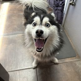 Captain - Pomsky