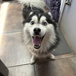 Captain - Pomsky