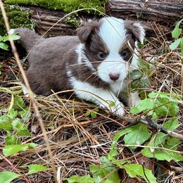 S'mores - Red tri male Miniature Australian Shepherd puppy in Priest River, Washington from Offgrid Aussies
