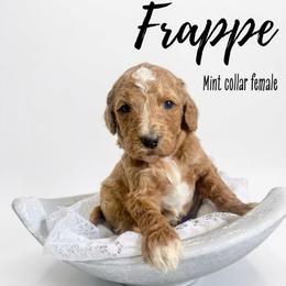 Frappe - Red  female Goldendoodle puppy in Taylorsville, North Carolina from Doggone Dixie Doodles