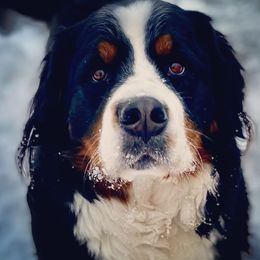 Ohana - Bernese Mountain Dog