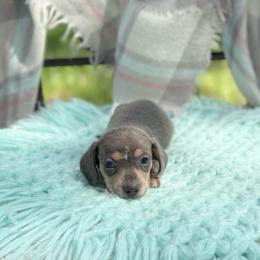 Lighting - Gray (blue) and cream male Dachshund puppy in Decatur, Mississippi from KP Dachshunds