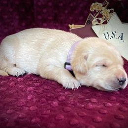 Labrador Retriever Puppies from Gochee Labs