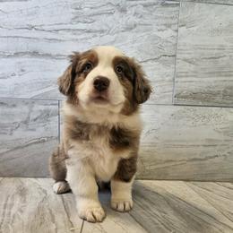 Mya red - Red merle male Australian Shepherd puppy in Arbela, Missouri from County Line Aussies