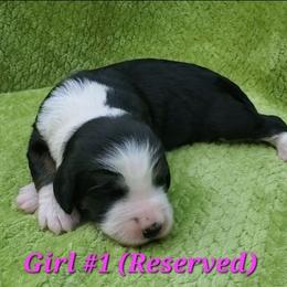 Girl 1 - Tri-color female Bernedoodle puppy in Ball Ground, Georgia from Foothills Family Doodles