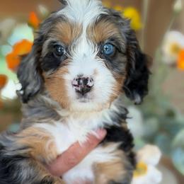 Two toe - male Bernedoodle puppy in Yuciapa, California from AlltheDoodlez_