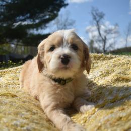 Aussiedoodle and Goldendoodle Puppies from Classic City Doodles