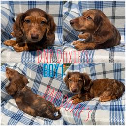 Boy1 - Dapple male Dachshund puppy in Rushsylvania, Ohio from DNP Doxies