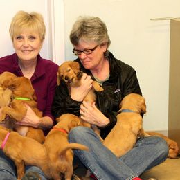 Golden Retriever Puppies from Saturday Night Golden Retrievers