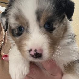 Mia- Pink - Blue merle female Australian Shepherd puppy in Hayward, California from Grissom’s Aussies