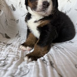 Yellow -Stevie - Tri-color female Bernese Mountain Dog puppy in Redlands, California from Country Feels Ranch