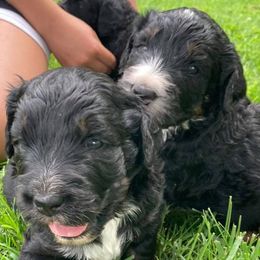 Bernedoodles and Bernese Mountain Dogs from Bernese Home