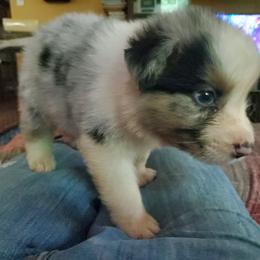 Grumpy - Blue merle male Australian Shepherd puppy in Rossville, Tennessee from GoodSprings Aussies