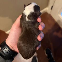 Hershey - Red tri male Miniature Australian Shepherd puppy in Weatherford, Texas from F & T Aussies