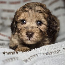 Dracula - Red merle male Aussiedoodle puppy in Cleveland, Georgia from Jam's Doodles And Poodles