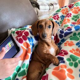 Red Hot Fireball aka Wendy - Dapple female Dachshund puppy in Madison, Wisconsin from SK Miniature   Dachshunds