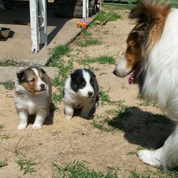 Shetland Sheepdog Puppies from September Morning Shelties