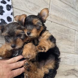 Yorkshire Terrier Puppies from Yorkies in Kyle