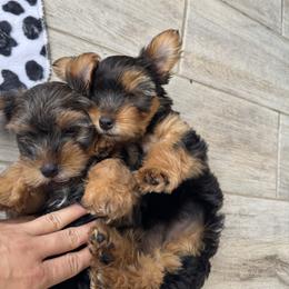 Yorkshire Terrier Puppies from Yorkies in Kyle
