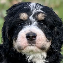Bernedoodles, Goldendoodles, and Poodles from Starlight Goldendoodles