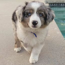 Miniature Australian Shepherds from Bliss Witch Ranch