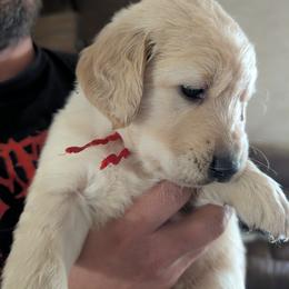 Mr. Red - Golden male Golden Retriever puppy in Yucaipa, California from Golden Kennel Breeders