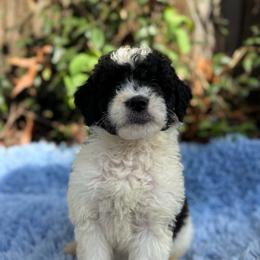 Justine - Parti female Goldendoodle puppy in Jacksonville, Florida from Dandelion Doodles