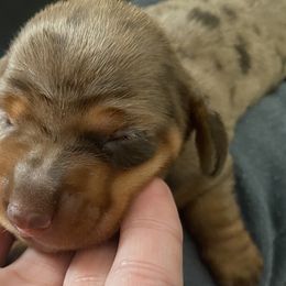 Dachshund Puppies from M5 Dachshunds
