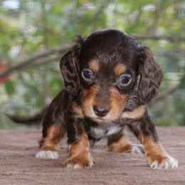 Puppy E Purebred DNA Tested Parents Family Raised - Chocolate and tan female Dachshund puppy in Haines City, Florida from Divine Poodle Paradise Standard Poodles & Divine Dachshunds