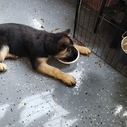 German Shepherd Puppies from Dee Sims