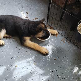 German Shepherd Puppies from Dee Sims