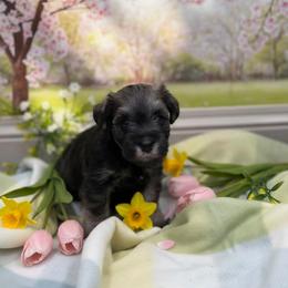 Vivien - Salt and pepper female Miniature Schnauzer puppy in Piedmont, Oklahoma from J&K's Miniature Schnauzers