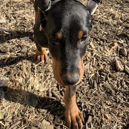 Doberman Pinscher Puppies from Von Schaaf Haus DuPree