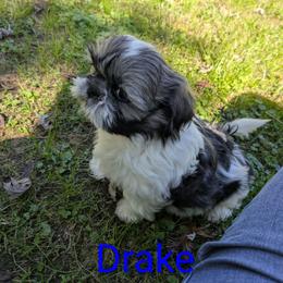 Drake - Black gold and white male Shih Tzu puppy in Clyde, North Carolina from Shawgo Pups