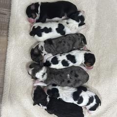 Australian Mountain Doodle puppies from Snook Acres Doodles