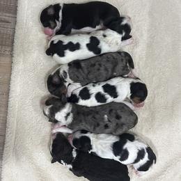 Australian Mountain Doodle puppies from Snook Acres Doodles