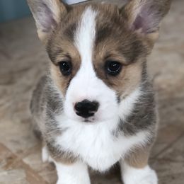 American Corgis, Companion Crosses, Miniature Australian Shepherds, and Pembroke Welsh Corgis from FreckledCowgirlCorgis