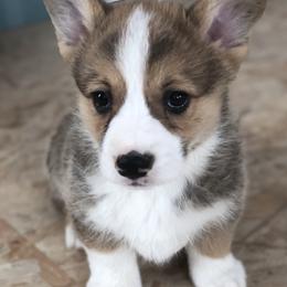 American Corgis, Companion Crosses, Miniature Australian Shepherds, and Pembroke Welsh Corgis from FreckledCowgirlCorgis