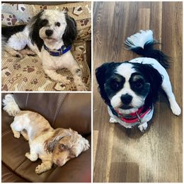 Havanese from Havana Knights Havanese