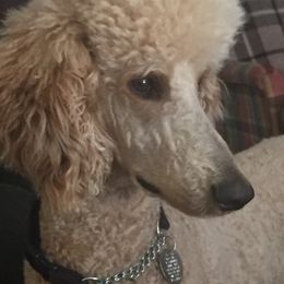 Poodle All Grown Up from JoAnn's Poodles
