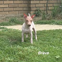 Brave - White and chocolate male American Hairless Terrier puppy in Buckingham, Illinois from Gaus Hof